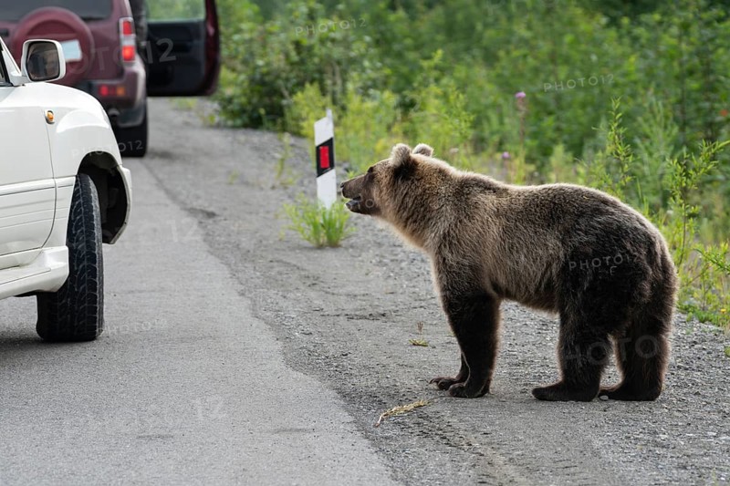 Wild young terrible and hungry Far Eastern brown bear (Kamchatka brown bear) walking on road and begs for human food from people in cars on highway