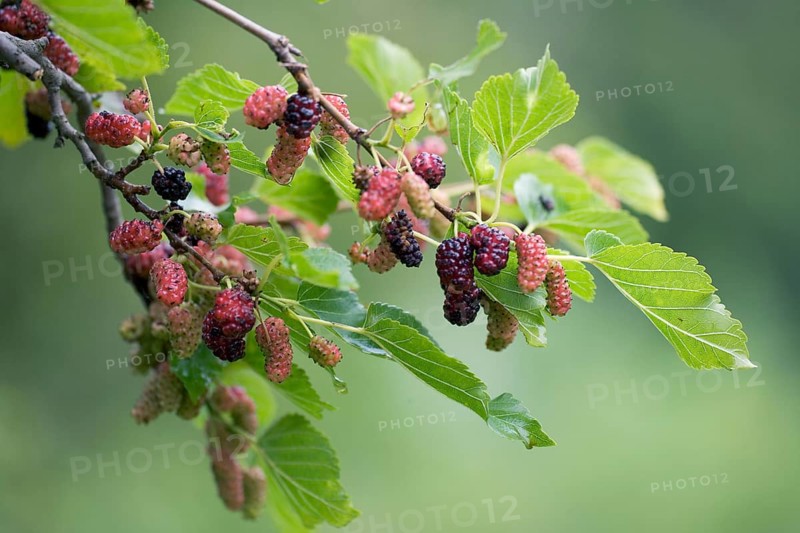 Black Mulberry (Morus nigra) Tree, branch with fruits, Bulgaria, Europe