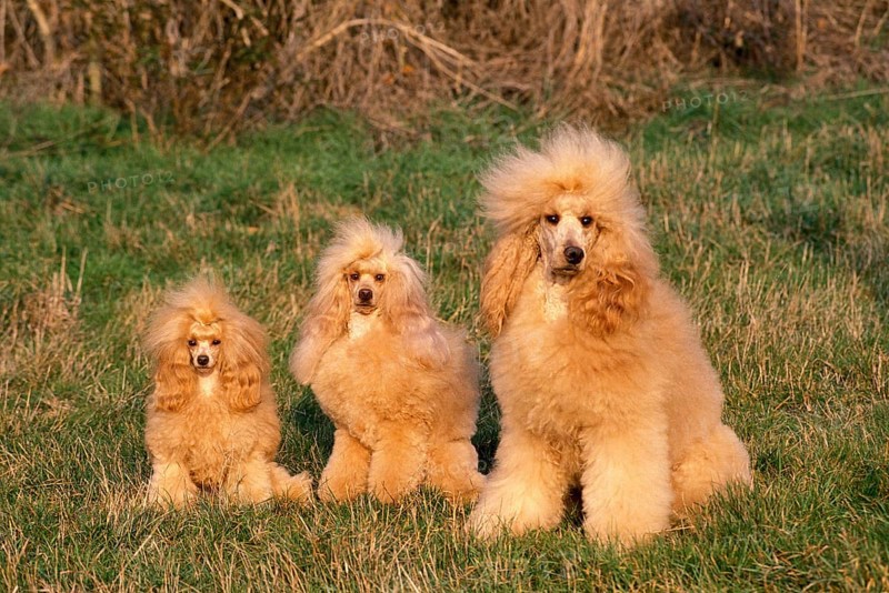 Apricot Toy, Standard and Giant Poodle sit on grass