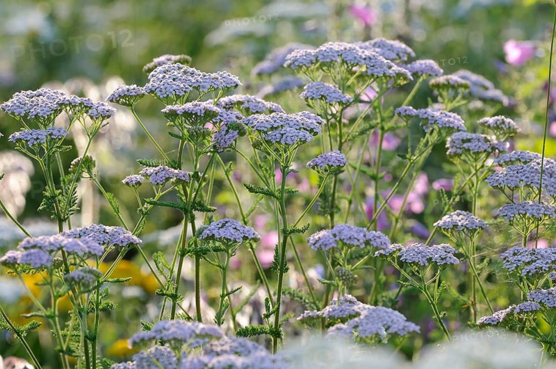 Yarrow (Achillea millefolium)