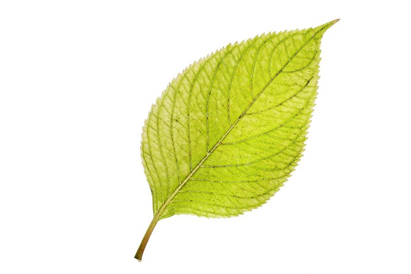 Hydrangea leaf with autumn colours, free-standing