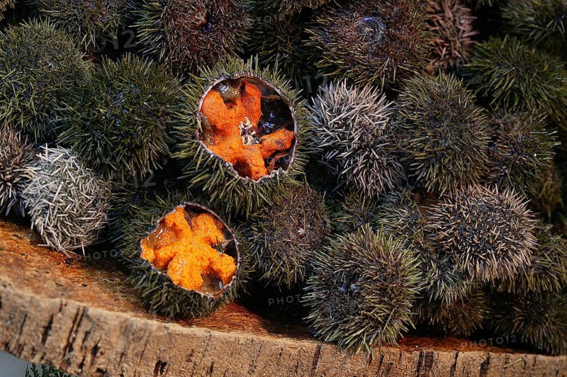 SEA URCHIN AT A FISH STALL