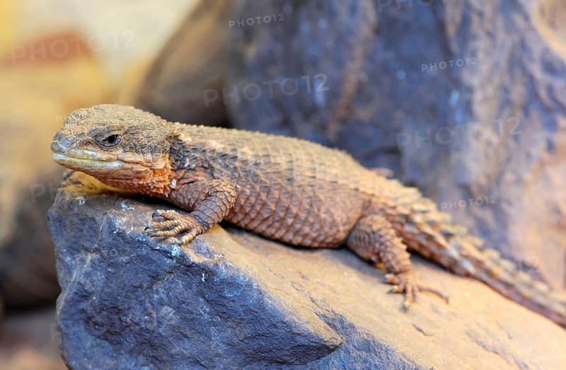 East african spiny-tailed lizard (Cordylus tropidosternum)