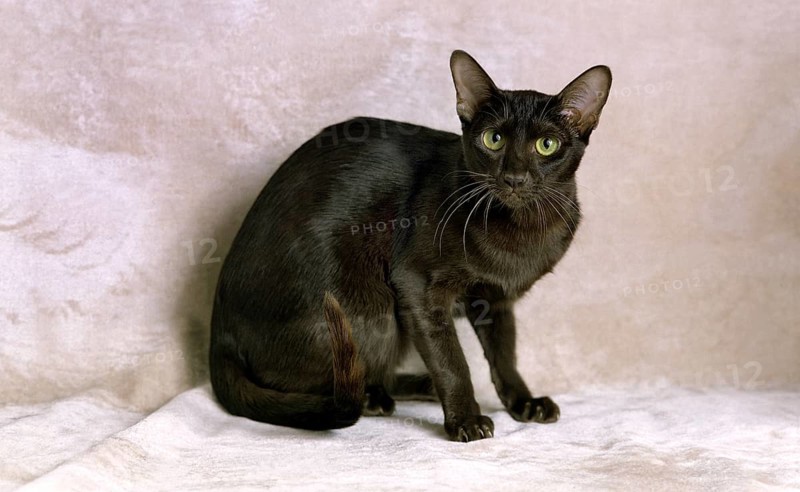 Havana Brown Domestic Cat