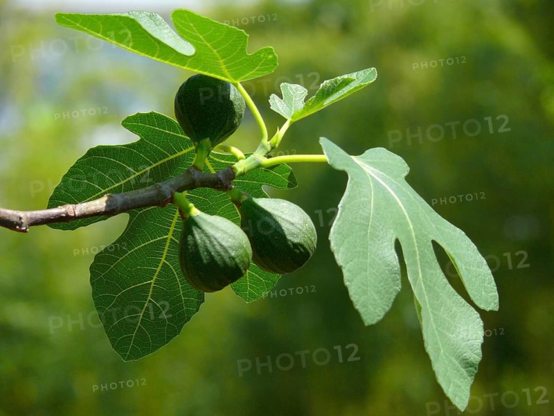 Bavarian Fig, Violetta Ficus carica, common fig (Ficus carica)