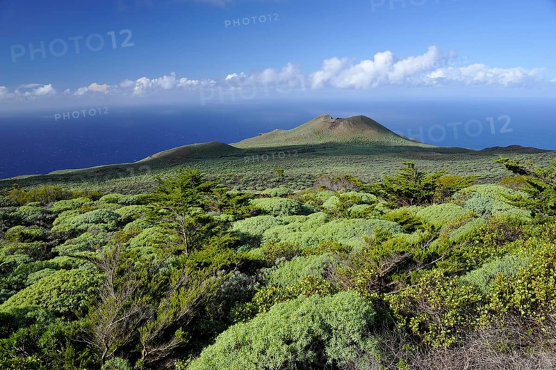 Juniper tree grove, El Sabinar, El Hierro, Canary Islands, Juniper, Spain, Europe