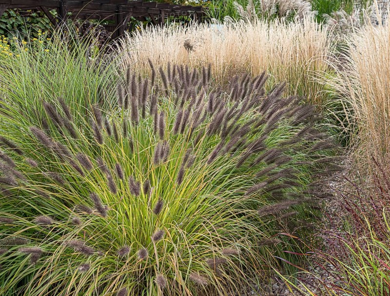 Lamp-cleaning grass (Pennisetum alopecuroides 'Black Beauty')