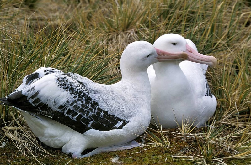 Southern southern royal albatross (Diomedea epomophora), pair courtship, Antarctica