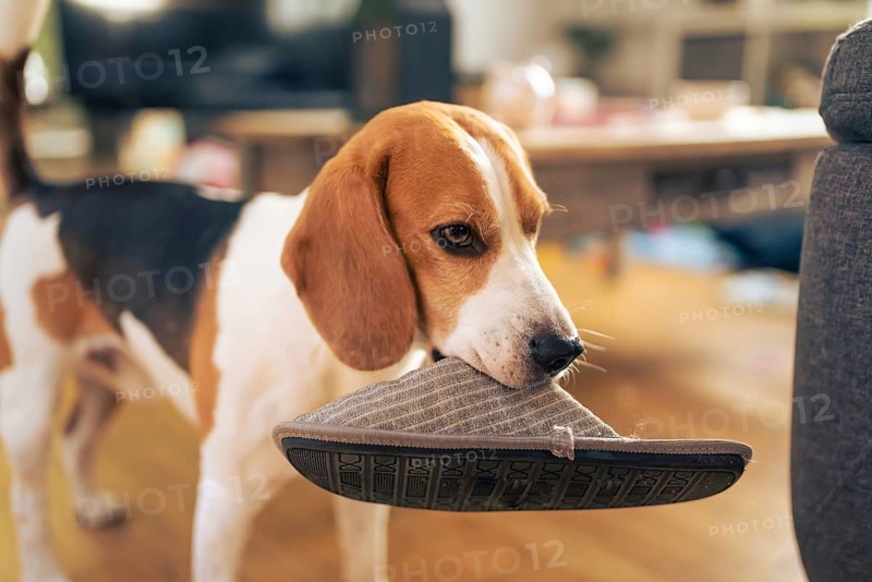 Dog holding a slipper in mouth. Standing indoors. Canine theme