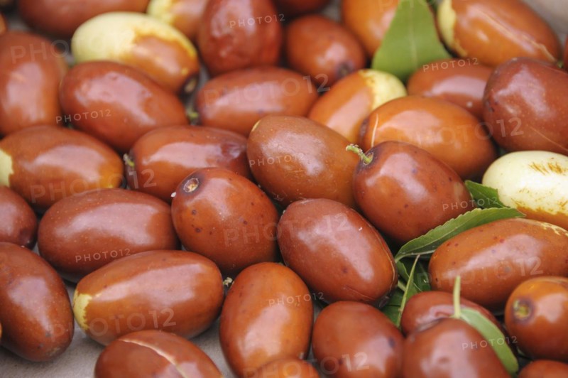 Chinese date (Ziziphus jujuba 'Meimizao')