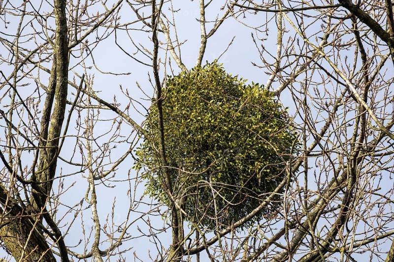 European mistletoe in a tree