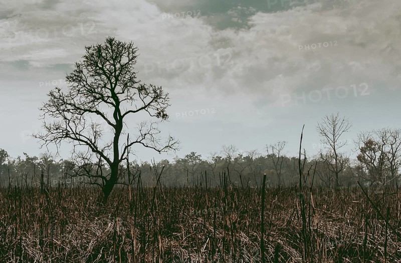 Silhouette of a lonely leafless tree in the rainforest jungle on a burnt land for deforestation. Chitwan national park, Nepal Asia