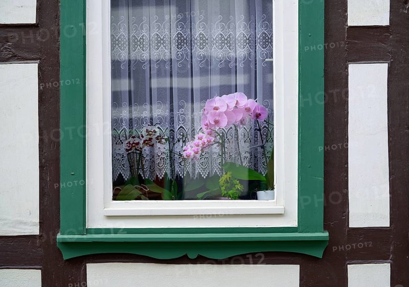 Stolberg orchid flowers window in Harz mountains of Germany