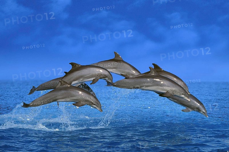 Bottlenose dolphins (Tursiops truncatus), page