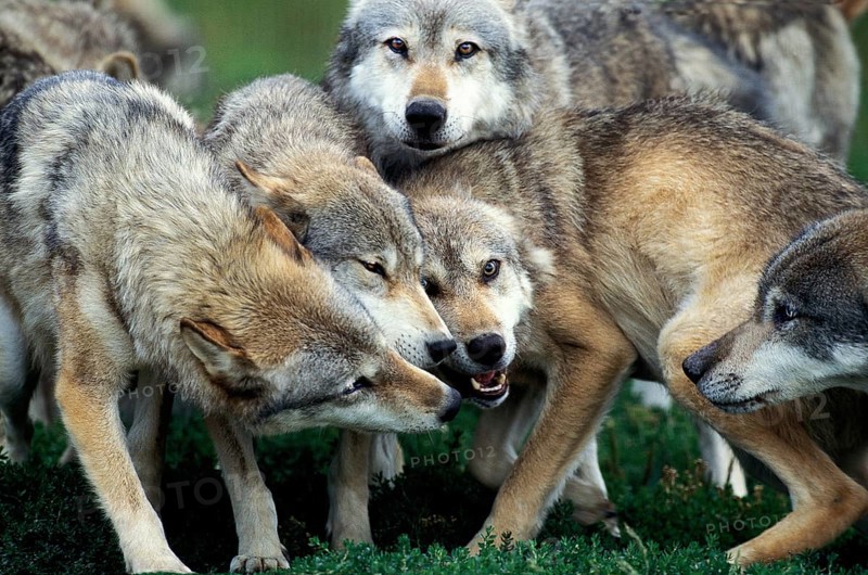 European Wolf (canis lupus), Pack of Adults