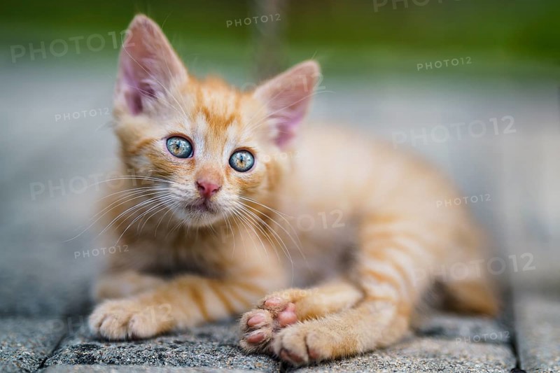 Portrait of a red kitten in the garden. Tabby funny red kitten with green eyes and with big ears. Animal baby theme