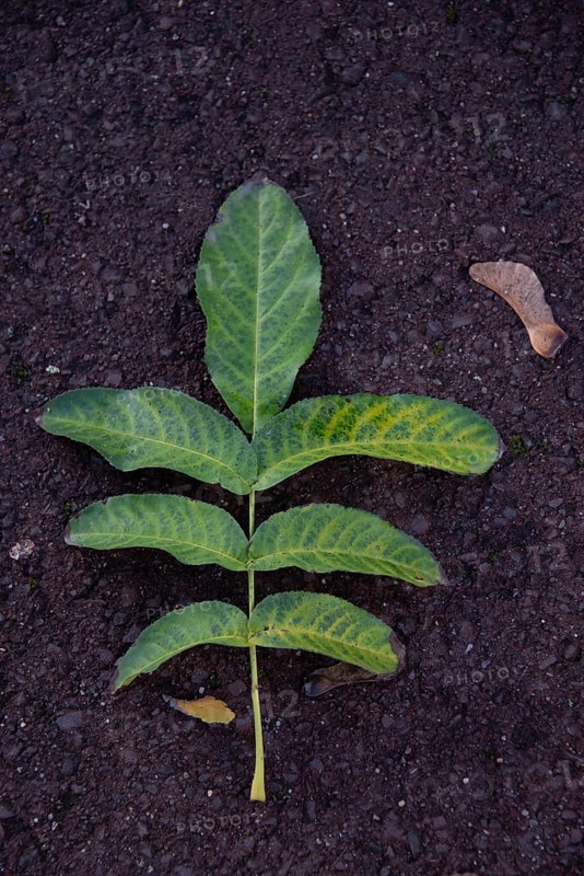 Green leaf on brown soil, walnut leaf, Magdeburg, Saxony-Anhalt, Germany, Europe