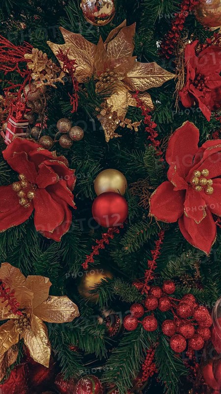 Beautiful poinsettia flowers and lavish golden bauble decorating a Christmas tree