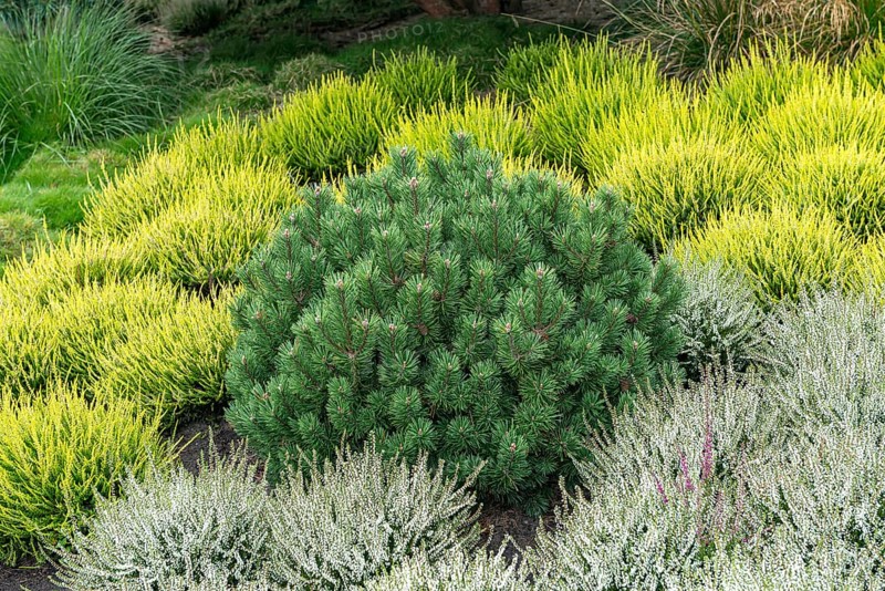 Crooked pine (Pinus mugo 'Humpy'), common heather (Calluna vulgaris)