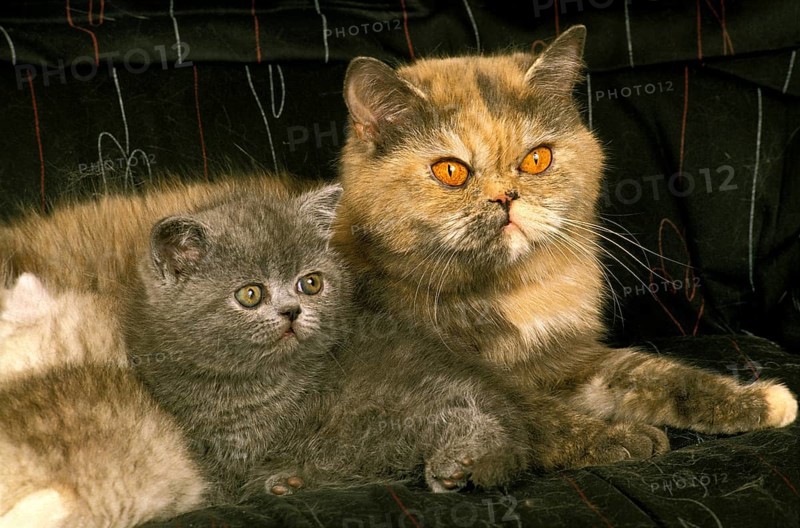 Exotic shorthair domestic cat, mother and kitten