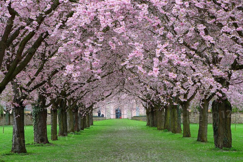 Ornamental cherries All in the Schwetzingen Palace Garden