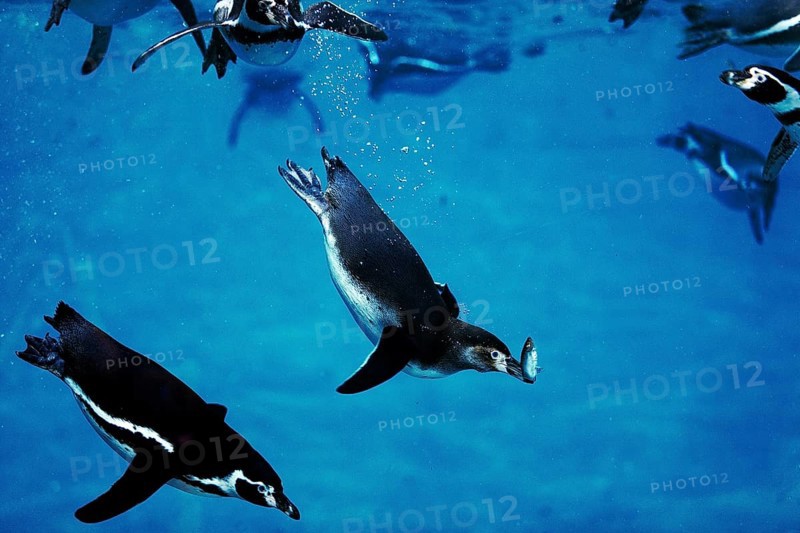 Humboldt penguin (spheniscus humboldti), adult catches fish, underwater view