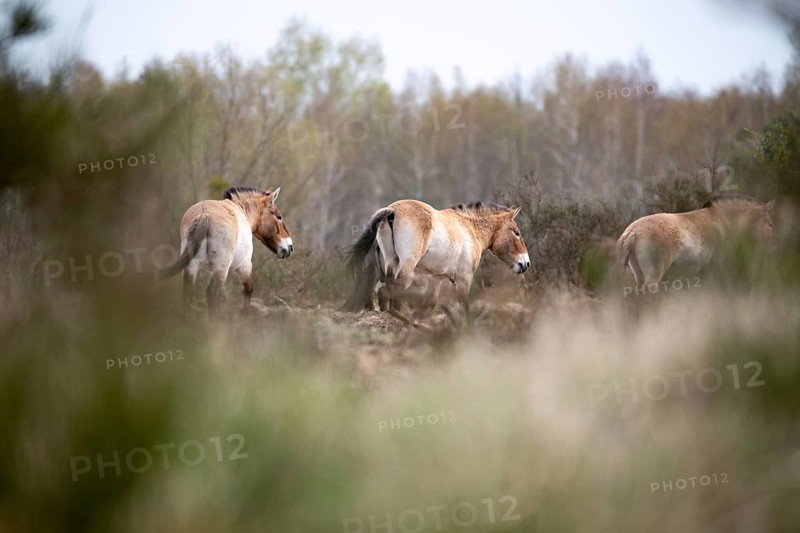 Przewalski's horse (Equus przewalskii), herd in a clearing in the forest, Döberitzer Heide, Brandenburg, Germany, Europe