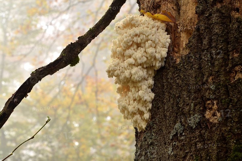 The very rare mushroom hedgehog spiny beard (Hericium erinaceus) growing on the trunk of an old tree on the Wildenburger Kopf in the Hunsrück-Hochwald National Park, Rhineland-Palatinate, Germany, Europe