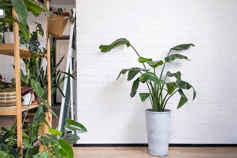 Strelitzia nicolai in the interior on the background of a white brick wall. Green house, potted plant