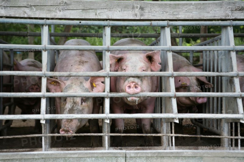 Domestic pigs in the quarantine barn