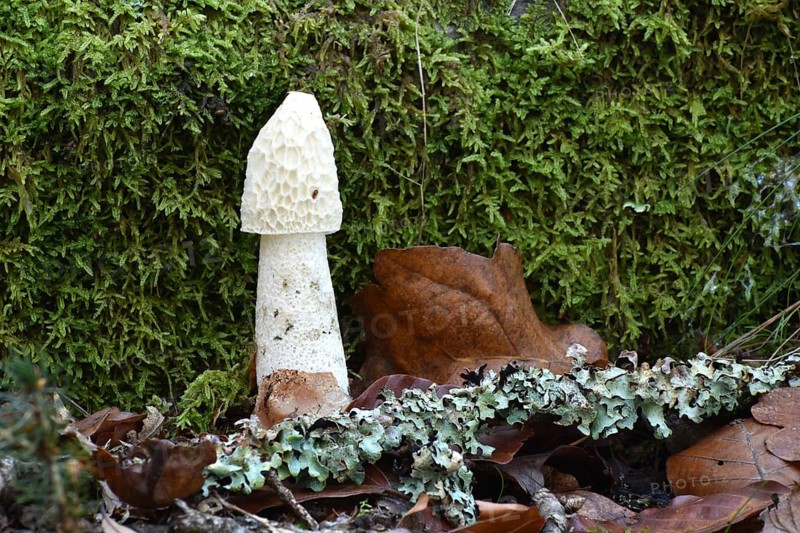 A common stinkhorn (Phallus impudicus) in a mature state without gleba in autumn forest of the Hunsrück-Hochwald National Park, Rhineland-Palatinate, Germany, Europe
