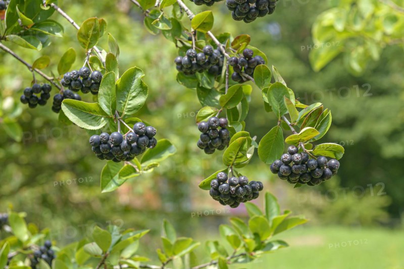 Chokeberry (Aronia × prunifolia 'Viking'), Anchers Havecenter, Tübingen, Baden-Württemberg, Germany, Europe