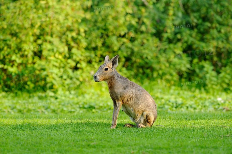 A mara sits on a green meadow in a natural environment, Patagonian Mara (Dolichotis patagonum), captive