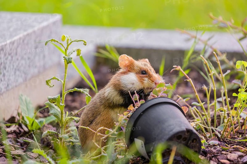 A European hamster (Cricetus cricetus), Eurasian hamster, black-bellied hamster or common hamster, forages for food on a grave