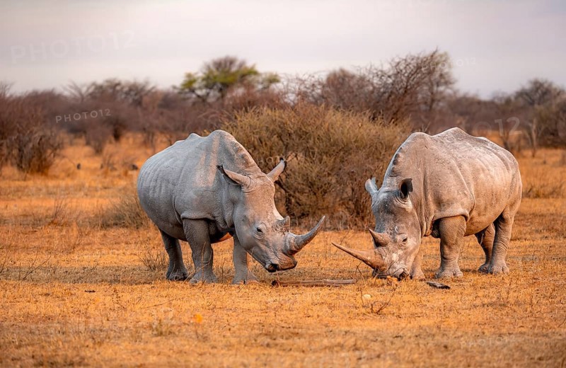 Southern white rhinoceros (Ceratotherium simum simum), two rhinos in the evening light, Khama Rhino Sanctuary, Serowe, Botswana, Africa