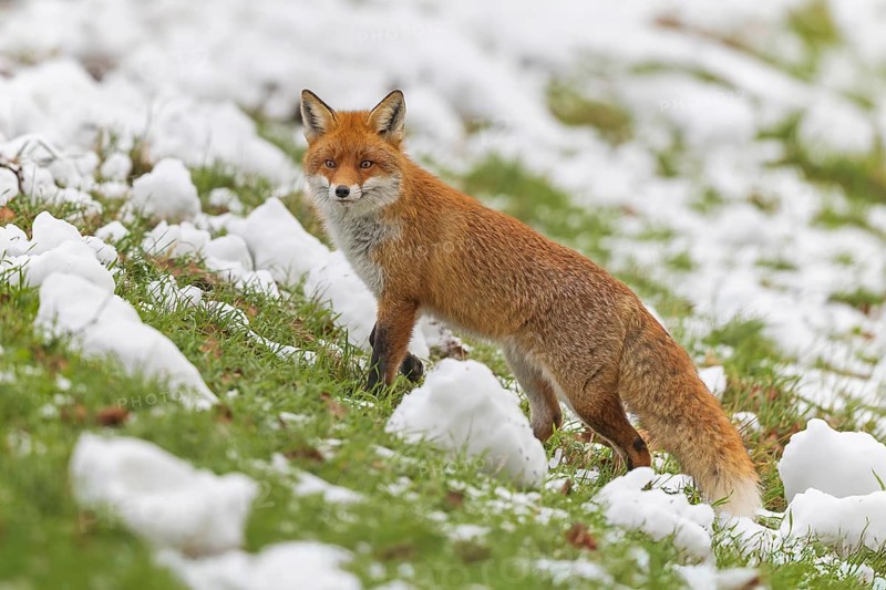 Red fox (Vulpes vulpes), hunting, winter fur, looking for food at the roadside, winter landscape, frost and snow, predator, Middle Elbe Biosphere Reserve, Saxony-Anhalt, Germany, Europe