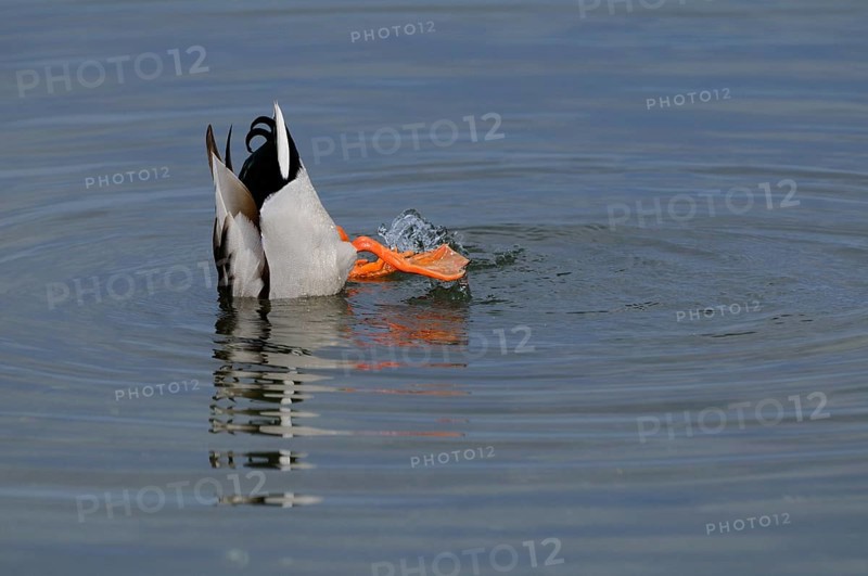 A drake diving headfirst into the water of a lake, Mallard (Anas platyrhynchos), Franconia