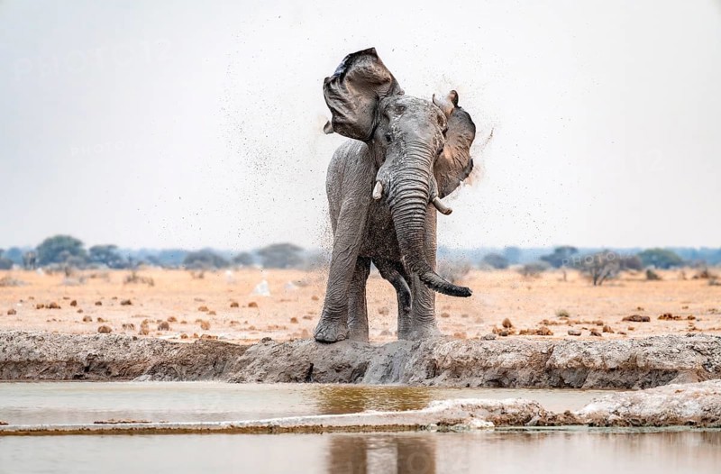African elephant (Loxodonta africana), adult male, shaking with flapping ears, at the waterhole, funny, Nxai Pan National Park, Botswana, Africa
