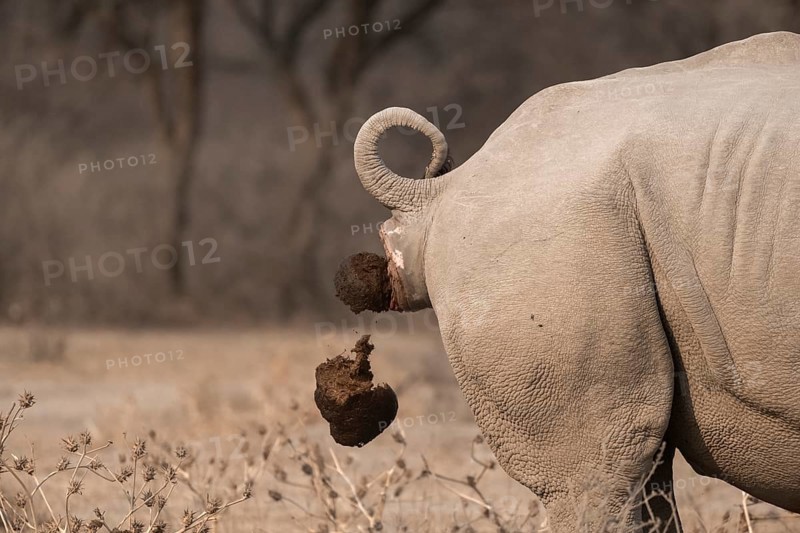 Southern white rhinoceros (Ceratotherium simum simum), cackling rhino, animal droppings, funny, Khama Rhino Sanctuary, Serowe, Botswana, Africa
