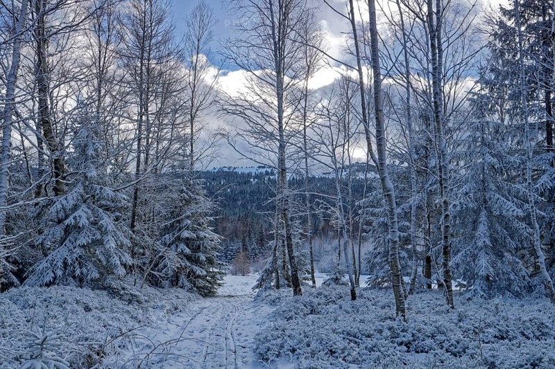 Snow covers trees and the forest floor in the winter landscape near Szklarska Poreba, Mirsk municipality, Jelenia Gora, Lower Silesia, Poland, Szklarska Poreba, Poland, Europe