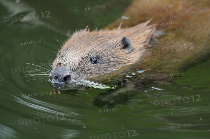 Beaver with plant in mouth, swimming in still water environment, European beaver (Castor fibre), captive, Bavaria