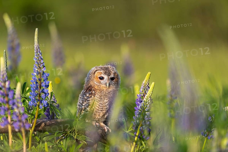 One young Ural owl (Strix uralensis) sitting on a branch lying in a field of flowering lupines in late evening light