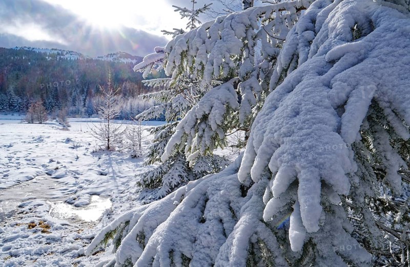 Snow covers trees and the forest floor in the winter landscape near Szklarska Poreba, Mirsk municipality, Jelenia Gora, Lower Silesia, Poland, Szklarska Poreba, Poland, Europe