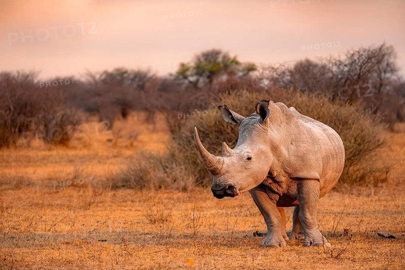 Southern white rhinoceros (Ceratotherium simum simum), rhino in the evening light, Khama Rhino Sanctuary, Serowe, Botswana, Africa