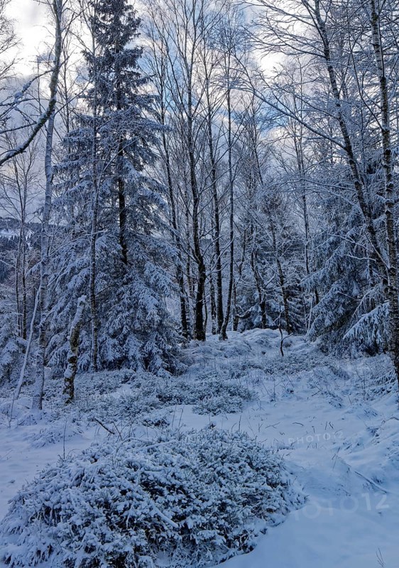 Snow covers trees and the forest floor in the winter landscape near Szklarska Poreba, Mirsk municipality, Jelenia Gora, Lower Silesia, Poland, Szklarska Poreba, Poland, Europe