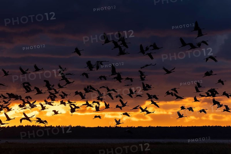 Birds flying in large numbers against a bright sunset sky, Crane (Grus grus) wildlife, Western Pomerania Lagoon National Park, Zingst, Mecklenburg-Western Pomerania, Germany, Europe