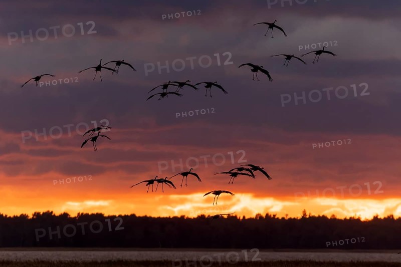 A flock of birds in flight in front of a cloudy sunset, Crane (Grus grus) wildlife, Western Pomerania Lagoon National Park, Zingst, Mecklenburg-Western Pomerania, Germany, Europe