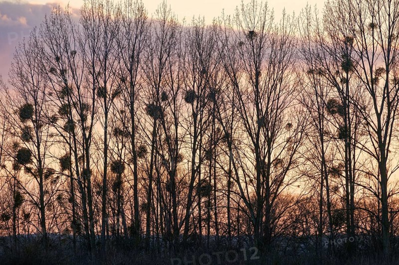 Mistletoe in winter against the evening sky. Seehausen, Altmark, Saxony-Anhalt, Germany, Europe