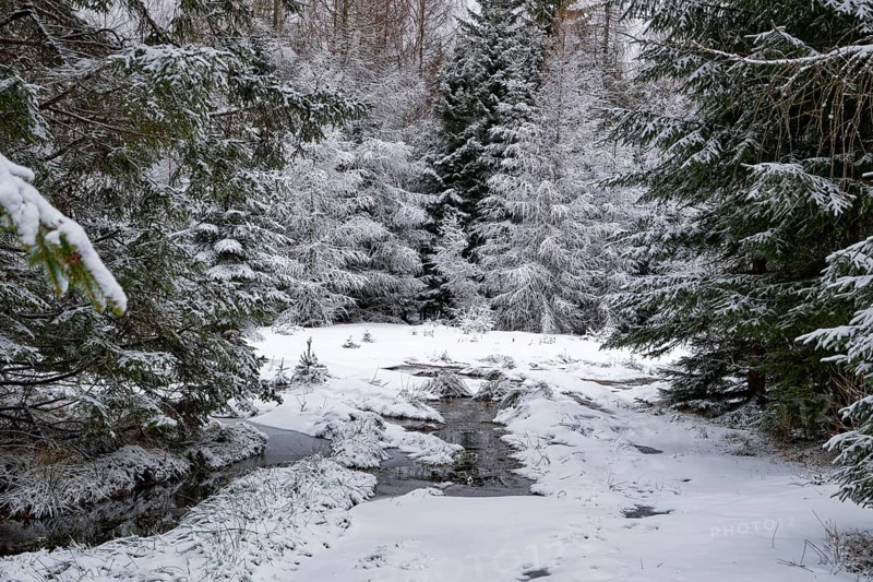 Snow covers the fir trees near the Rozdroze Izerskie hiking trail junction in the Giant Mountains between Szklarska Poreba and Bad Flinsberg. Mirsk municipality, Jelenia Gora, Lower Silesia, Poland, Szklarska Poreba, Poland, Europe