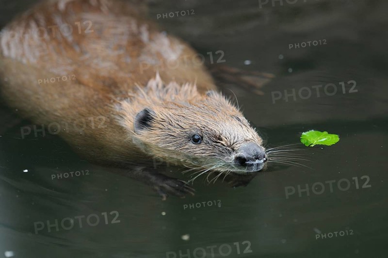 A beaver swimming in the water with a small leaf nearby, European beaver (Castor fibre), captive, Bavaria